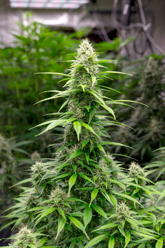 weibliche Cannabispflanze mit Trichomen in der Bl&uuml;tephase