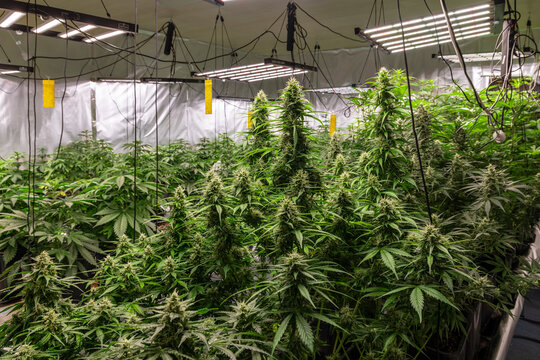 Cannabis Plantage in einem Social Club