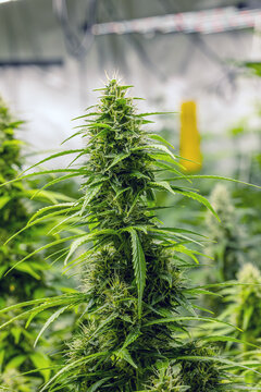 weibliche Cannabispflanze mit Trichomen in der Bl&uuml;tephase