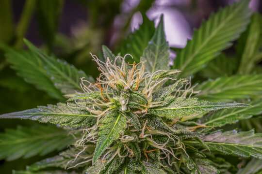 weibliche Cannabispflanze mit Trichomen in der Bl&uuml;tephase