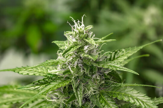 weibliche Cannabispflanze mit Trichomen in der Bl&uuml;tephase