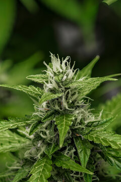 weibliche Cannabispflanze mit Trichomen in der Bl&uuml;tephase