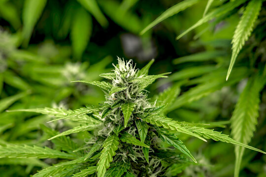 weibliche Cannabispflanze mit  Trichomen in der Bl&uuml;tephase