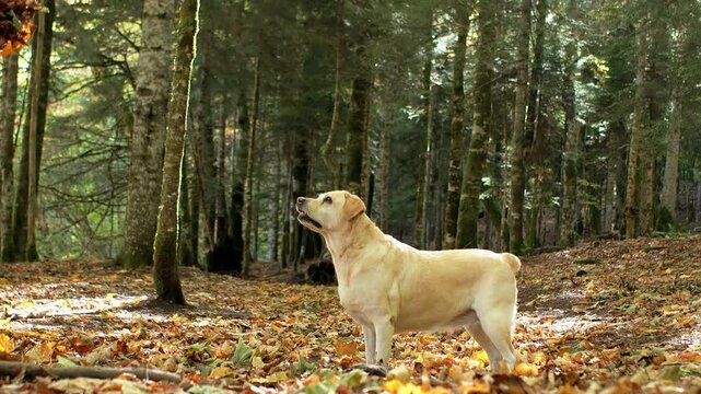 Labrador Retriever dog stands among fallen leaves in a bright autumn woodland. The active dog enjoys an outdoor forest adventure surrounded by warm seasonal sunlight.