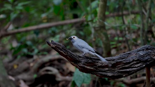 Ashy Drongo at Dong Nai nature reserve in Vietnam 
