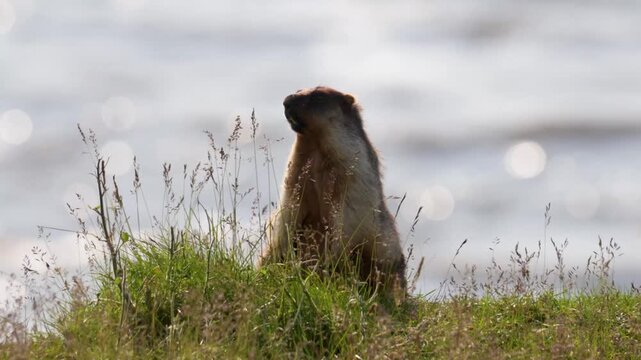 A black-capped marmot stands in the grass on a riverbank. Russia, Yakutia.