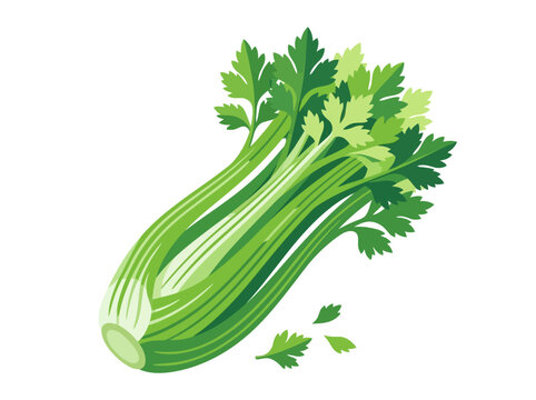 Fresh Celery Bunch with Leaves for Cooking and Health