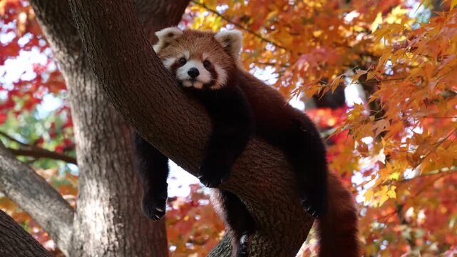 Amid the swaying red maple leaves, a cute red panda is lying on a tree trunk, staring at you.