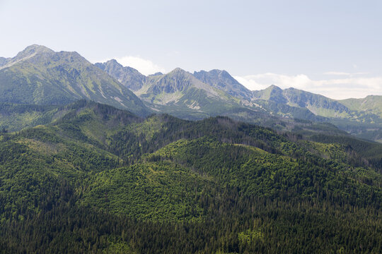 High Tatra Mountain Peaks Rising Above Lush Coniferous Forest