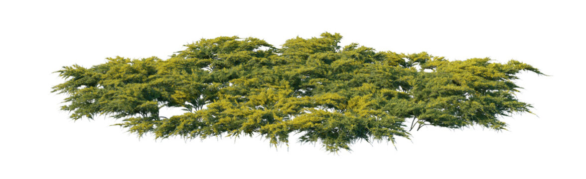 juniperus pfitzeriana aurea big clump (pfitzer juniper, golden pfitzer juniper, pfitzeriana aurea) isolated png on a transparent background premium nature cutout