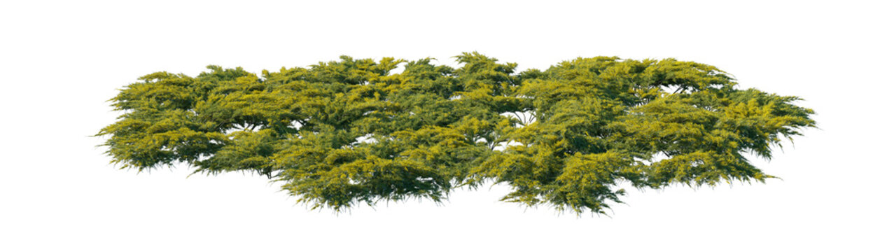 juniperus pfitzeriana aurea big clump (pfitzer juniper, golden pfitzer juniper, pfitzeriana aurea) isolated png on a transparent background premium nature cutout