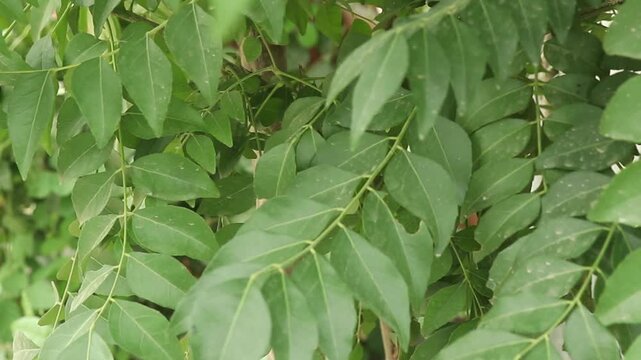Fresh vibrant curry leaves cluster on slender branches in a close-up view
