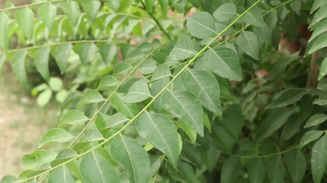 Bright green curry leaves on a branch captured in soft light, ideal for culinary, botanical, and natural lifestyle contexts.