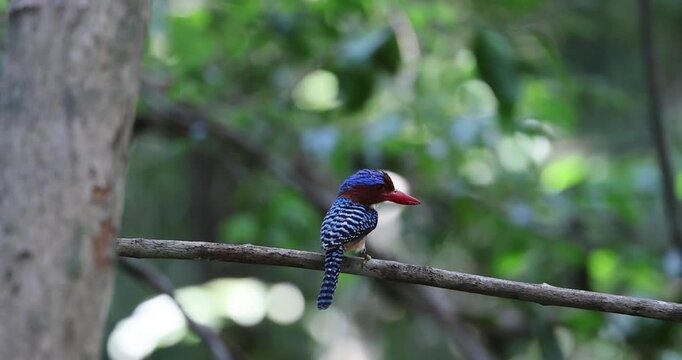 Banded Kingfisher at Dong Nai nature reserve in Vietnam 
