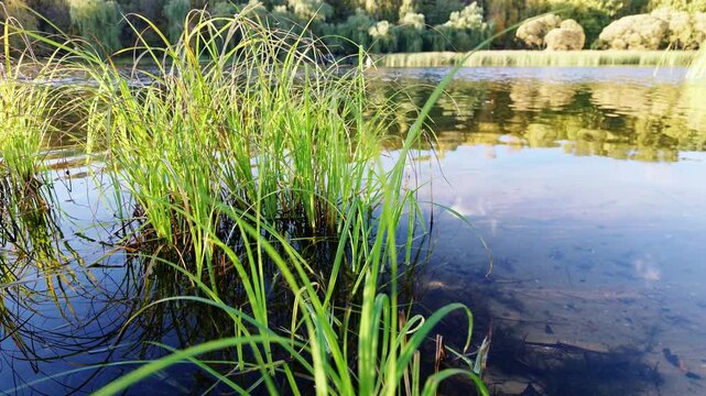 Green sedge grass grows in clear lake water with reflections of trees and sky.