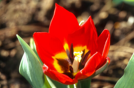 Tulipe double tardive 'Blue Dianond'