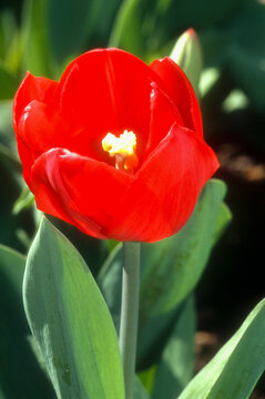 Tulipe simple hative 'Burning Love'