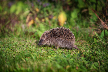 Small hedgehog walking on green grass in the autumn garden. © Rudolf