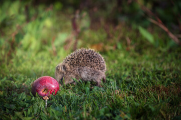 Small hedgehog sniffing grass next to a ripe red apple in the autumn garden. © Rudolf