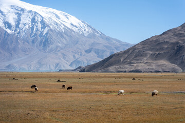 Fototapeta premium herds of livestock grazing on the prairie under snow mountains in pamir plateau