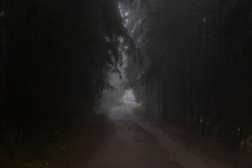 Fototapeta premium mystical foggy forest road in autumn