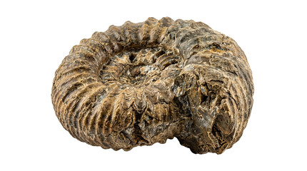 Ancient fossilized ammonite shell with intricate spirals and patterns © Nataliia