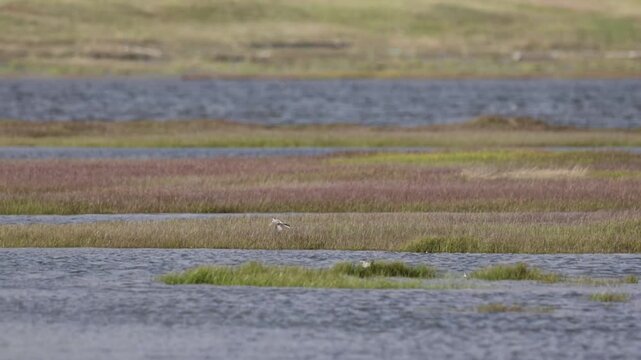 White Wagtail sits on a log among the grass near water