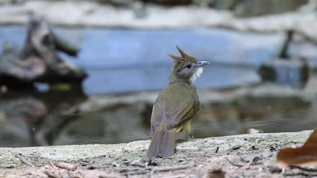 Orchraceous Bulbul seen at Dong Nai nature reserve in Vietnam 