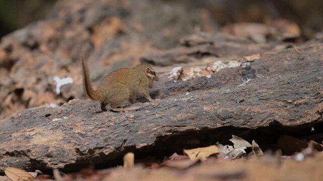 Northern smooth-tailed Treeshrew at Di Linh, Vietnam