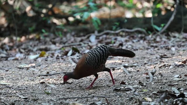Siamese Fireback female feeding  at Dong Nai nature reserve in Vietnam 