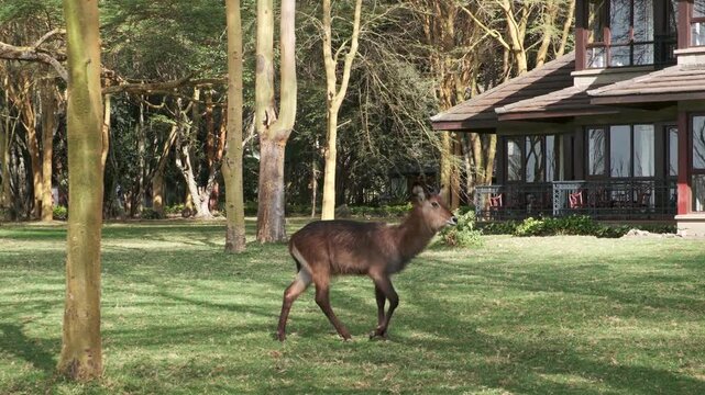 Waterbuck Passing Through the Grove
