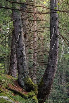 Moss-covered tree trunks in a dense conifer forest