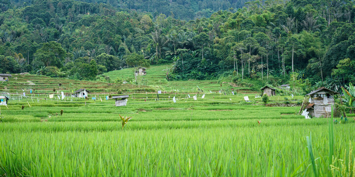 Rice fields in Javanese Mountains. Indonesia 
