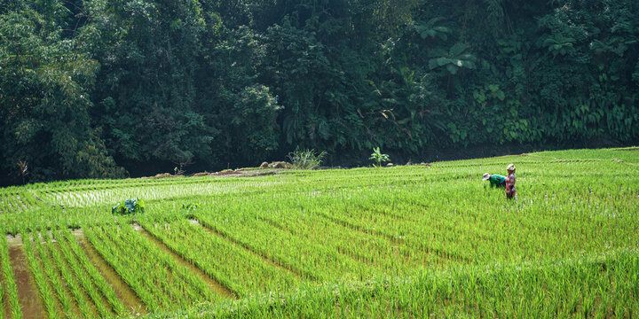 Woman working in a rice fields in Indonesia 