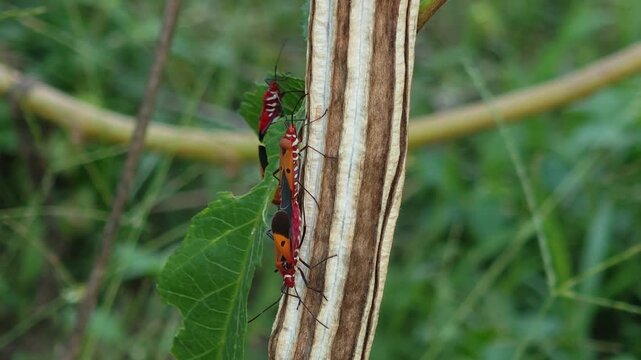 Cotton Stainer Insects Mating on a Roselle Fruit