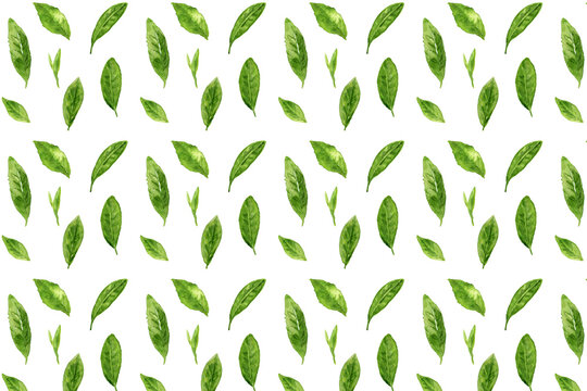 Fresh green tea leaves seamless pattern watercolor illustration isolated.