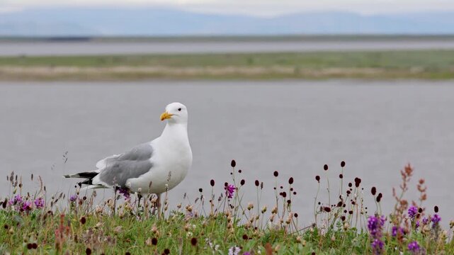 A close-up of a European herring gull perched among flowers. Yakutia