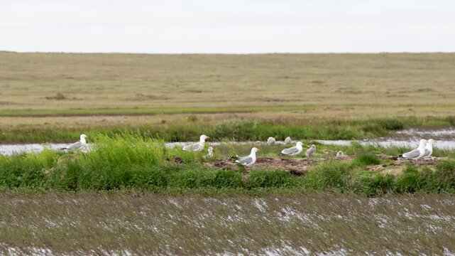 A close-up of a European herring gull perched among flowers. Yakutia