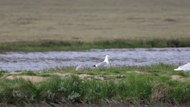A close-up of a European herring gull perched among flowers. Yakutia