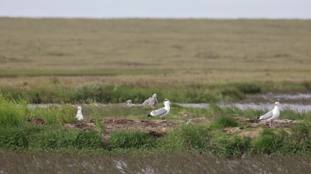 A close-up of a European herring gull perched among flowers. Yakutia