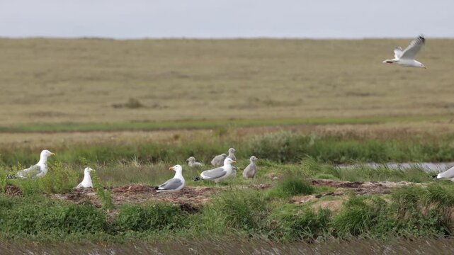 A close-up of a European herring gull perched among flowers. Yakutia