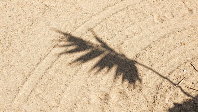 A crisp shadow of a palm frond cast on textured coastal sand under bright daylight.