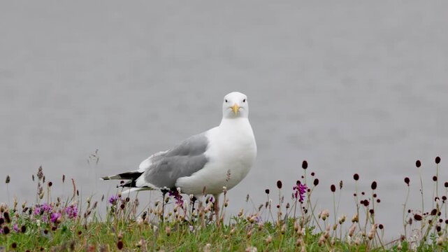 A close-up of a European herring gull perched among flowers. Yakutia