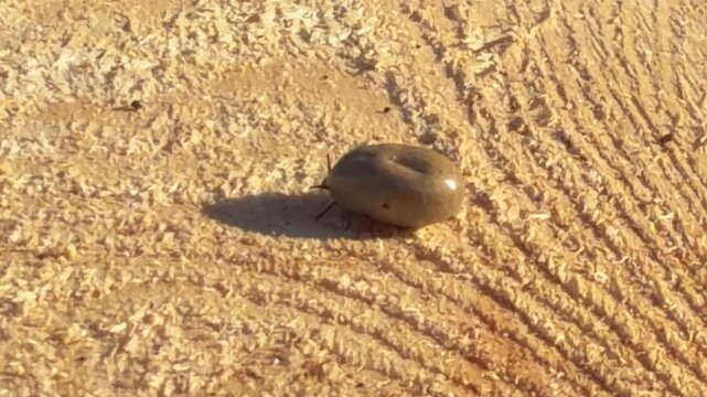 Engorged dangerous tick moving legs and crawling on a wooden surface, swollen to a large size because it has fed on an animal's blood. Important outdoor safety reminder scene to protect parasite. 