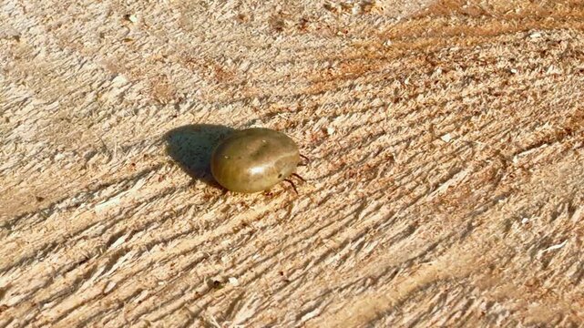 Engorged dangerous tick moving legs and crawling on a wooden surface, swollen to a large size because it has fed on an animal's blood. Important outdoor safety reminder scene to protect parasite. 