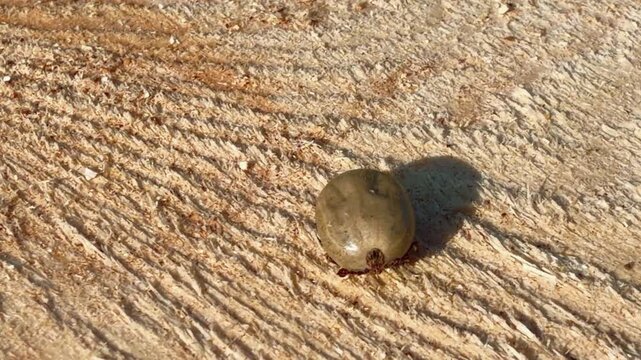 Engorged dangerous tick moving legs and crawling on a wooden surface, swollen to a large size because it has fed on an animal's blood. Important outdoor safety reminder scene to protect parasite. 