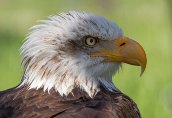 Bald eagle head profile portrait, Cabárceno, Spain © Fernando Serrano