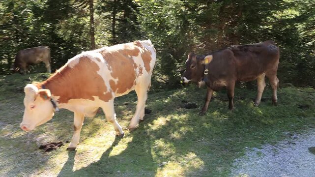 Eine Kuhherde im Herbst im Oytal bei Oberstdorf im Allg&auml;u