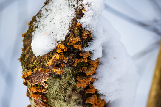 Snowy tree stump crowned with vibrant bracket fungi thriving in crisp winter woods, tiny orange mushrooms popping through frost