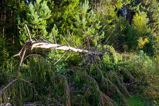 Dead fallen spruce in wild taiga woods, fresh young pine saplings and old fir trees surrounding wilderness timberland